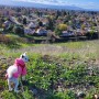 미국 샌프란시스코 집에 잘 도착한 포메라이안 강아지 은비 : 미국 동물검역 동물운송 건강증명서 광견병 접종 절차 비용