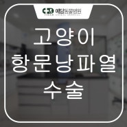 고양이 ,강아지 항문낭파열 수술 전문동물병원 = 예담동물병원 (대전동물병원/유성동물병원)