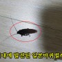바퀴벌레 없애는법! 바퀴벌레 종류를 찾아 퇴치하거나 막는작업