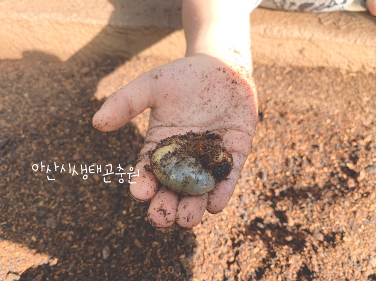 [아산]아산시생태곤충원 / 아산환경과학공원 / 장영실과학관