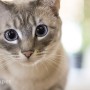 고양이의 심리상태는 고양이동공으로도 알수있다!?