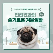 스타몽 강아지유치원에서 슬기로운 겨울생활 시작하기!