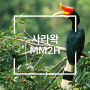 동말레이시아 사라왁 MM2H(S-MM2H) 신청조건