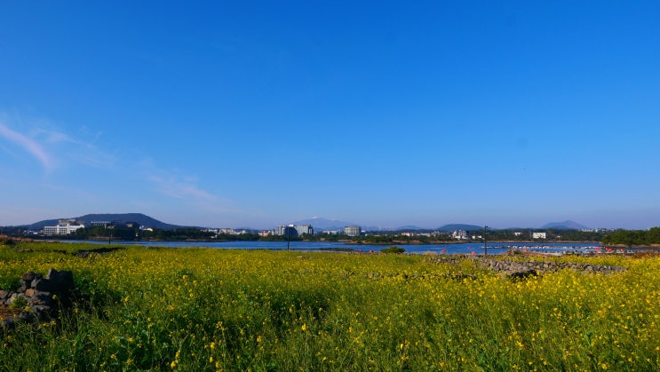 제주도 유채꽃 시기 : 제주 광치기해변 재배단지 졸띠 유채밭