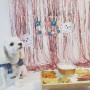 강아지 생일파티 | 세 번째 생일 이야기