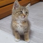 [육묘일기2] 하루 만에 완벽 적응한 아기고양이 포도