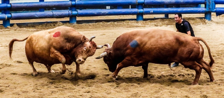 청도소싸움경기장 개장…매주 토·일 12경기 진행