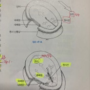 엄마 뱃속에서 결합조직의 의미 찾기