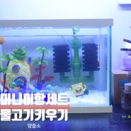 양품소 미니 어항세트 물고기키우기 스펀지밥