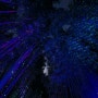 울산 야경명소, [태화강 국가정원] 십리대숲 은하수길