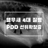 [앵무새 질병공부] 앵무새 4대질병 2편, PDD(선위확장증)