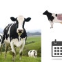 소의 인공수정일자와 분만예정일 계산하는 방법 ( 한우 젖소 번식달력 다운로드)
