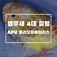 [앵무새 질병공부] 앵무새 4대질병 3편, APV(폴리오마바이러스)
