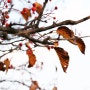팥배나무 #1 - 빨간 열매 반짝이는 아차산의 겨울 나무