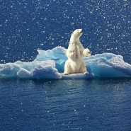 Save the polar bear with ULP