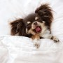 강아지도 수면교육이 필요해요. 우리댕댕이 수면상태 확인하기!