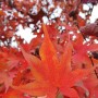 고추잠자리 그리고 가을에 사계 홍단풍 잎 [21년 44주차]