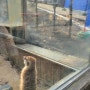 [청주] 온라인 예약 없이 갈 수 있는 청주랜드 청주동물원