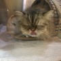 저희 병원에 오래 다니고 있는 귀여운 고양이 쪼아입니다. 노령묘 고양이 갑상선 심근비대증 갑상선항기능항진증 신부전 진료 치료