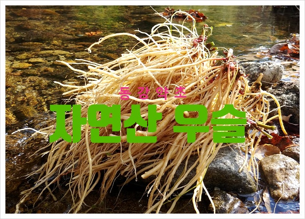 자연산 우슬 효능 부작용 우슬 뿌리 차 복용법 알아보기 : 네이버 블로그