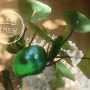 물방울 모양 잎이 귀여운 외목대 수형 글로리아페페(물방울페페)