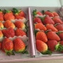 논산 이루리 딸기 체험농장 의 맛있는 딸기