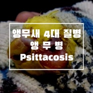 [앵무새 질병공부] 앵무새 4대질병 4편, Psitttacosis(앵무병)