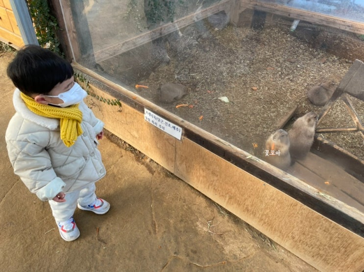 부천 나눔농장 20개월 아기 동물먹이주기체험 후기