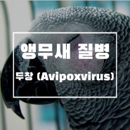 [앵무새 질병공부] 조류의 바이러스성 질병, 두창(Avipoxvirus)
