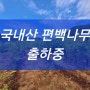 국내산 편백나무 성장과정과 농장직송 출하