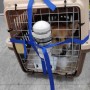 오늘 1시 대한항공 비행기로 런던 히드로 공항으로 출발한 웰시코기 강아지 나비 : 반려동물 영국 이민