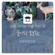[랜선 강릉] 강릉 아이와 가볼 만한 곳 숲사랑 홍보관