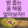 밤줍는 꿈 밤까는 꿈 먹는 따는 주워담는 밤송이보는 사는 가득찬 만지는 밤꽃꿈