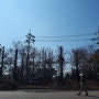 화단 정리 부천 수목 철거 및 김포 나무 제거 현장