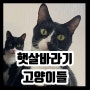 [고양이블로그] 햇볕 따라 광합성하는 고양이들(햇살바라기)