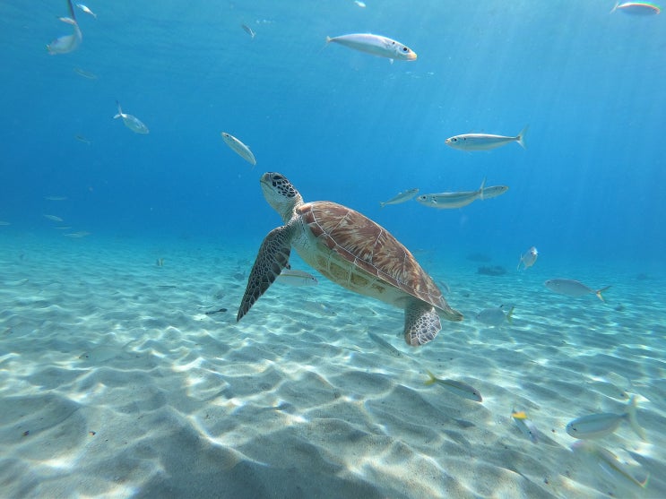[멸종위기 동물] 푸른바다거북, 바다거북 (Green sea turtle) : 네이버 블로그