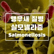 [앵무새 질병공부] 조류의 바이러스성 질병, 살모넬라증(Salmonellosis)