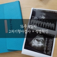 16주 4일차 _ 2차기형아검사 + 성별확인 (🌶➡️🍑)