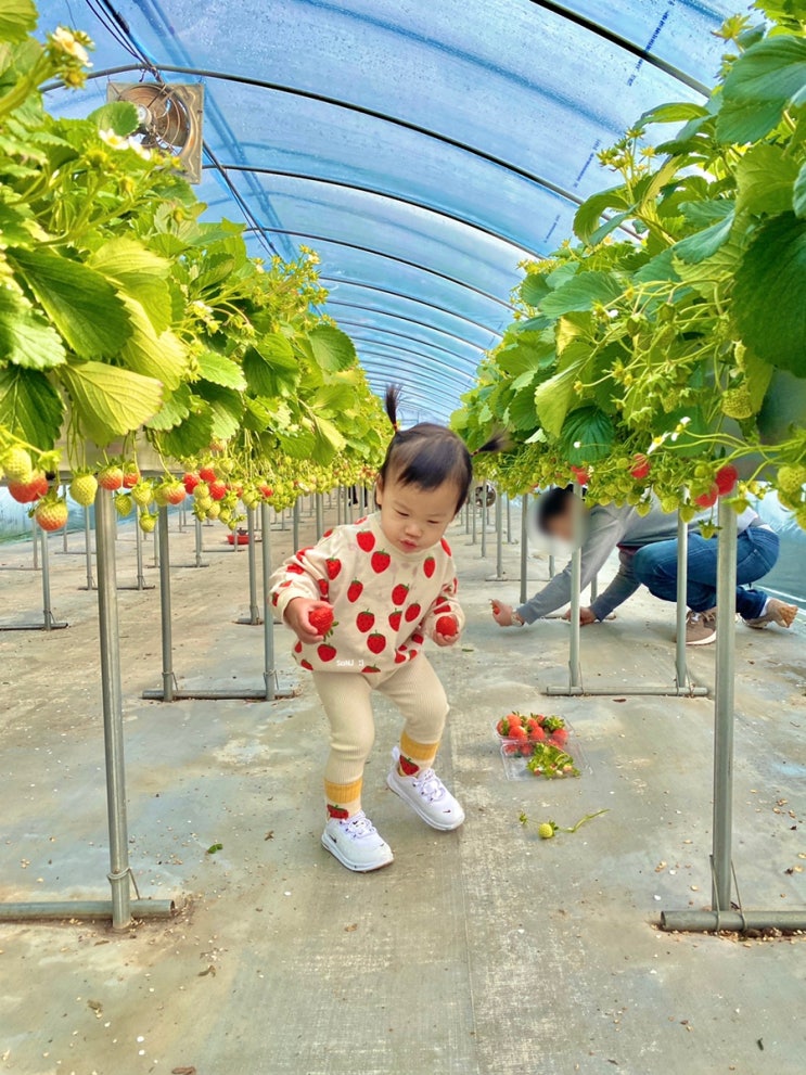 프라이빗 딸기체험, 남양주 한사랑 딸기체험농장!