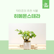 닥터조의 추천 식물 :: 히메몬스테라 (꽃말 / 특징 / 키우는 방법 / 관리)