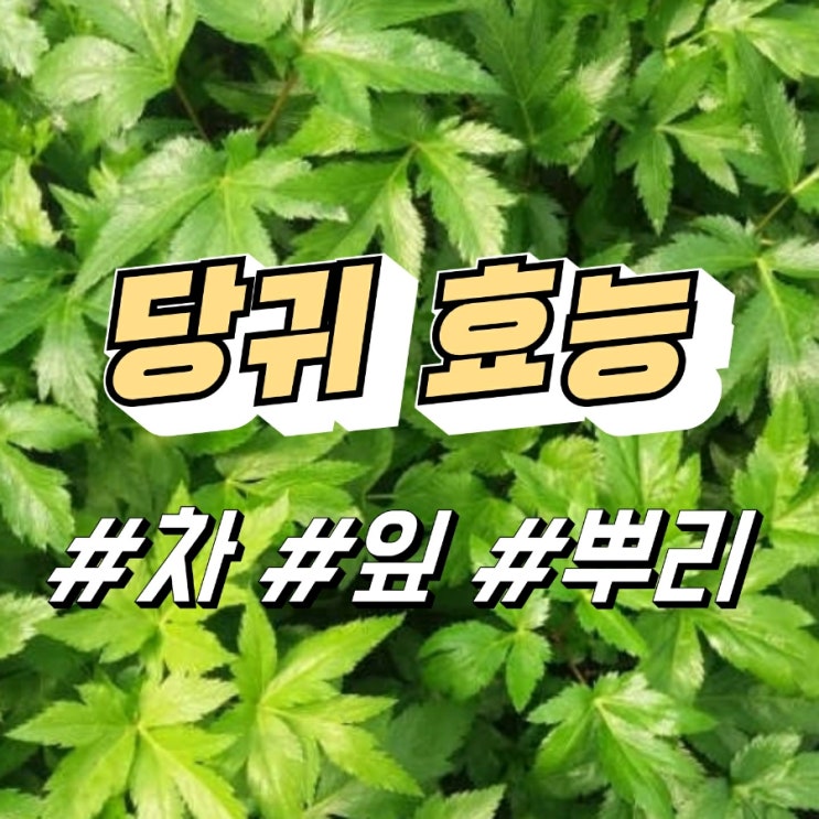 당귀의 효능, 당귀차 효능 (당귀 뿌리, 당귀잎, 산당귀) : 네이버 블로그