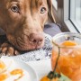 강아지가 귤과 음식을 먹어도 될까요?