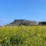 1월 제주도 여행 사진찍기 좋은 곳 성산일출봉이 보이는 유채꽃 명소 광치기해변