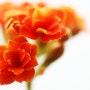 칼란디바 #1 - 봄을 기다리게 하는 겨울 꽃, 겹 칼랑코에