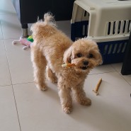 싱가포르 계류 후 집에 잘 도착한 푸들 강아지 모찌 : 강아지 고양이 싱가폴 입국 출국 동물검역 동물운송