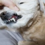 하남동물병원 마이펫플러스 통해 강아지스케일링비용 비교해 보고 선택한 러브펫동물병원