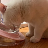 예쁜 고양이 물그릇 이랑 츄르형 간식 장만!