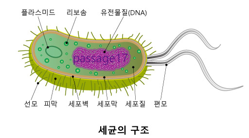 세균에 의한 수목병해 : 네이버 블로그