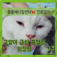 [W진료일기] 고양이 급성 출혈성 위장염