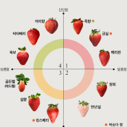 딸기 종류